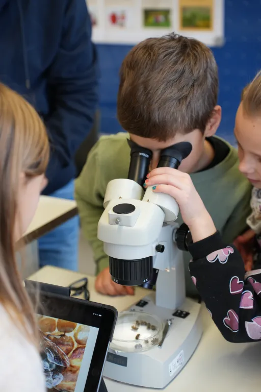 Ein Junge betrachtet Bienen unter dem Mikroskop.