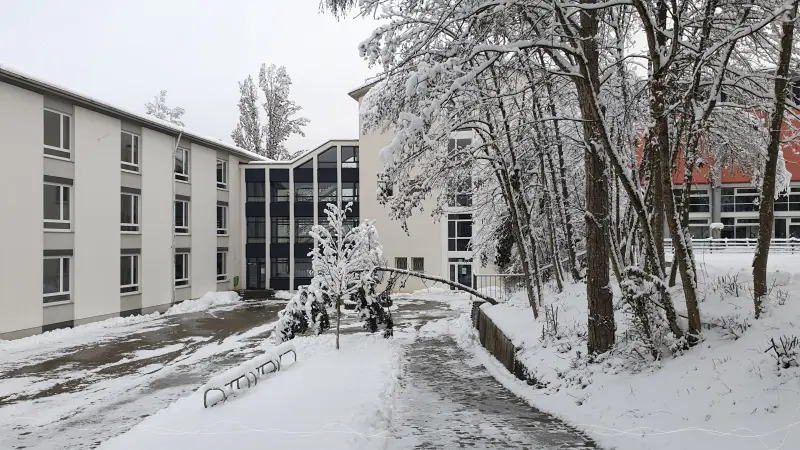 Innenhof mit umgekipptem Baum