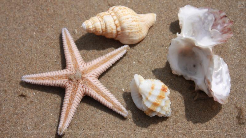 Muscheln im Sand - Bildnachweis: Chantal Marr