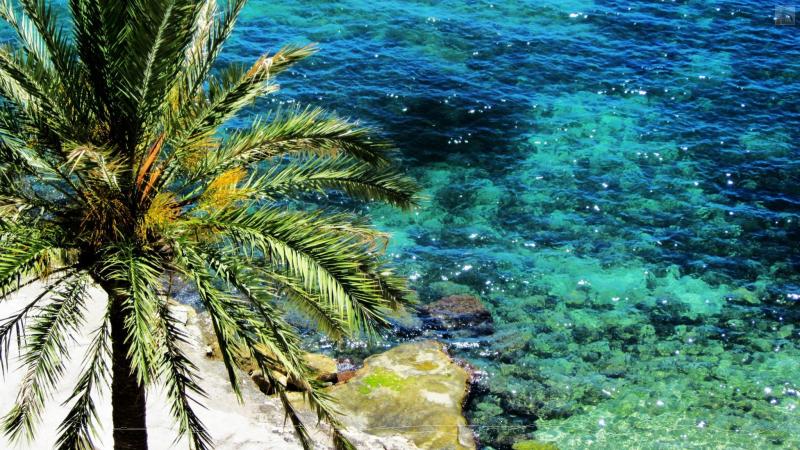 Palme am Strand - Bildnachweis: Chantal Marr