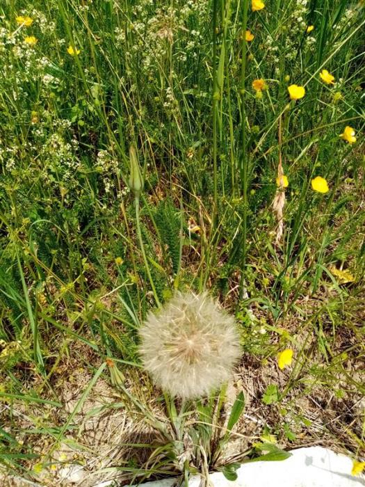 Pusteblume